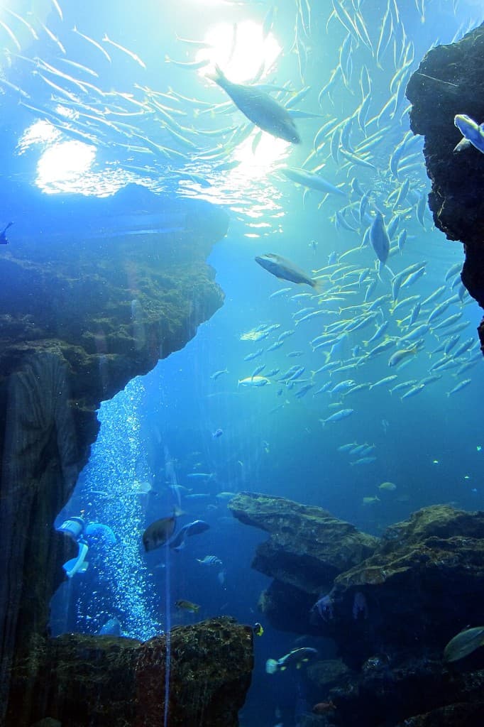 京都水族館の大水槽